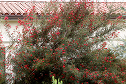 Spirit of ANZAC Grevillea (Grevillea 'Spirit of ANZAC') at Lakeshore Garden Centres