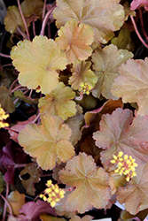 Sirens' Song Orange Delight Coral Bells (Heuchera 'TNHEUSSOD') at Lakeshore Garden Centres