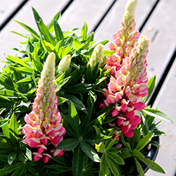 Minarette Pink Lupine (Lupinus 'Minarette Pink') at Lakeshore Garden Centres