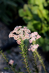 Pink Rice Flower (Ozothamnus diosmifolius 'Pink') at Lakeshore Garden Centres