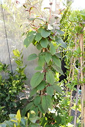 Kiwi Magic Hardy Kiwi Combination (Actinidia arguta 'Kiwi Magic Combination') at Lakeshore Garden Centres