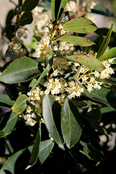 Bright 'N Tight Carolina Laurel (Prunus caroliniana 'Monus') at Lakeshore Garden Centres