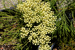 Buttonbush (Berzelia lanuginosa) at Lakeshore Garden Centres