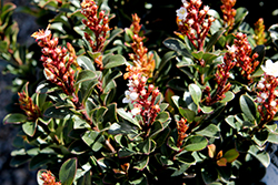 Dwarf Yeddo Hawthorn (Rhaphiolepis umbellata 'Minor') at Lakeshore Garden Centres