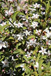 Profusion Long Leaf Waxflower (Philotheca myoporoides 'Profusion') at Lakeshore Garden Centres