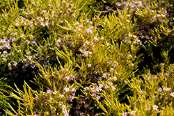 Compact Diosma (Coleonema pulchellum 'Compacta') at Lakeshore Garden Centres