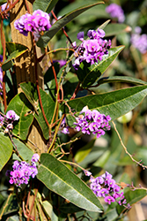 Happy Wanderer Purple Vine Lilac (Hardenbergia violacea 'Happy Wanderer') at Lakeshore Garden Centres