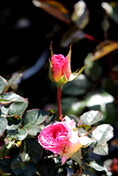 Julie Andrews Rose (Rosa 'DELfluros') at Lakeshore Garden Centres