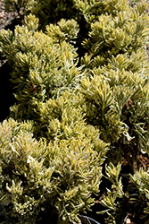 Meerlo Variegated Allard's Lavender (Lavandula x allardii 'Meerlo') at Lakeshore Garden Centres