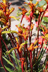 Amber Velvet Kangaroo Paw (Anigozanthos 'Amber Velvet') at Lakeshore Garden Centres