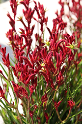 Big Red Kangaroo Paw (Anigozanthos 'Big Red') at Lakeshore Garden Centres