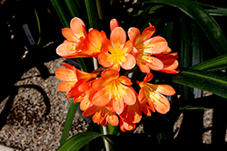 Belgian Hybrid Orange Clivia (Clivia x miniata 'Belgian Hybrid Orange') at Lakeshore Garden Centres