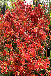 Bush Tango Kangaroo Paw (Anigozanthos 'Bush Tango') at Lakeshore Garden Centres