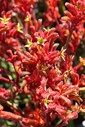 Bush Tango Kangaroo Paw (Anigozanthos 'Bush Tango') at Lakeshore Garden Centres