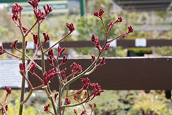 Red Cross Kangaroo Paw (Anigozanthos 'Red Cross') at Lakeshore Garden Centres