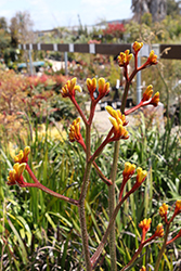 Gold Velvet Kangaroo Paw (Anigozanthos 'Gold Velvet') at Lakeshore Garden Centres