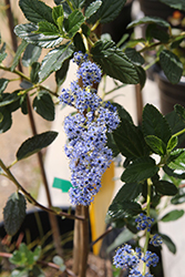 Ray Hartman California Lilac (Ceanothus 'Ray Hartman') at Lakeshore Garden Centres