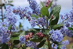 Tassajara Blue Ceanothus (Ceanothus 'Tassajara Blue') at Lakeshore Garden Centres