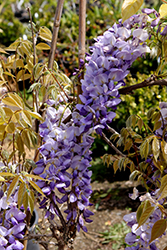 Amethyst Wisteria (Wisteria sinensis 'Amethyst') at Lakeshore Garden Centres