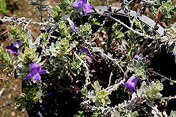 Blue Bells Emu Bush (Eremophila hygrophana 'Blue Bells') at Lakeshore Garden Centres