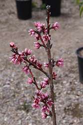 Bonita Peach (Prunus persica 'Bonita') at Lakeshore Garden Centres
