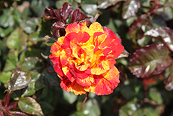 Chihuly Rose (Rosa 'Chihuly') at Lakeshore Garden Centres