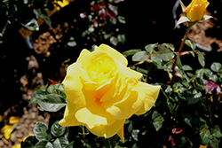Anthony Meilland Rose (Rosa 'MEIbaltaz') at Lakeshore Garden Centres