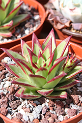 Lipstick Echeveria (Echeveria agavoides 'Lipstick') at Lakeshore Garden Centres