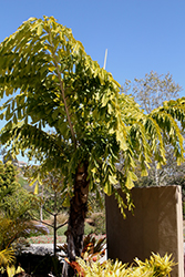 Giant Fishtail Palm (Caryota obtusa) at Lakeshore Garden Centres