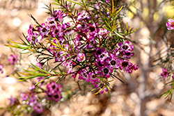 Purple Pride Waxflower (Chamelaucium uncinatum 'Purple Pride') at Lakeshore Garden Centres