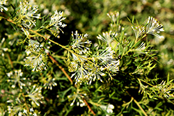 White Wings Grevillea (Grevillea 'White Wings') at Lakeshore Garden Centres
