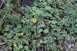 Ilima (Sida fallax) at Lakeshore Garden Centres