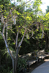 Sausage Tree (Kigelia pinnata) at Lakeshore Garden Centres