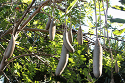Sausage Tree (Kigelia pinnata) at Lakeshore Garden Centres