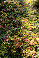 Boongala Spinebill Grevillea (Grevillea 'Boongala Spinebill') at Lakeshore Garden Centres