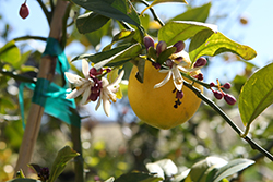 Meyer Lemon (Citrus x meyeri) at Golden Acre Home & Garden
