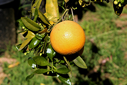 Star Ruby Grapefruit (Citrus x paradisi 'Star Ruby') at Lakeshore Garden Centres