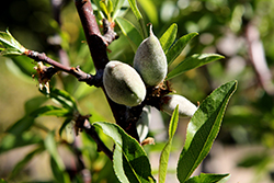 All-In-One Almond (Prunus dulcis 'All-In-One') at Lakeshore Garden Centres