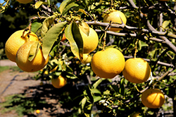 Palestinian Sweet Lime (Citrus limettioides) at Lakeshore Garden Centres