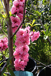 Donut Peach (Prunus persica 'Donut') at Lakeshore Garden Centres