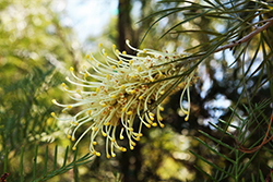 Molonglo Juniper Leaf Grevillea (Grevillea juniperina 'Molonglo') at Lakeshore Garden Centres