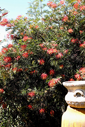 Xera Ember Juniper Leaf Grevillea (Grevillea juniperina 'Xera Ember') at Lakeshore Garden Centres
