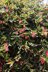 Austraflora Fanfare Grevillea (Grevillea 'Austraflora Fanfare') at Lakeshore Garden Centres