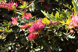 Austraflora Fanfare Grevillea (Grevillea 'Austraflora Fanfare') at Lakeshore Garden Centres