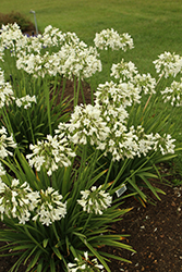 Galaxy White Agapanthus (Agapanthus 'Galaxy White') at Lakeshore Garden Centres