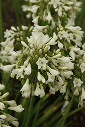 Galaxy White Agapanthus (Agapanthus 'Galaxy White') at Lakeshore Garden Centres