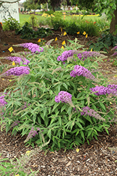 Lilac Cascade Butterfly Bush (Buddleia 'Lilac Cascade') at Lakeshore Garden Centres