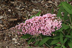 Pink Cascade II Butterfly Bush (Buddleia 'Pink Cascade II') at Lakeshore Garden Centres