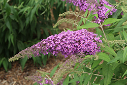 Violet Cascade Butterfly Bush (Buddleia 'Violet Cascade') at Lakeshore Garden Centres