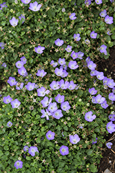 Delft Teacups Bellflower (Campanula carpatica 'Delft Teacups') at Lakeshore Garden Centres